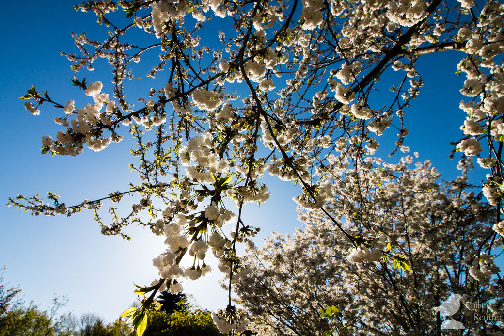 Blühender Baum in Mainz, Frühling 2016