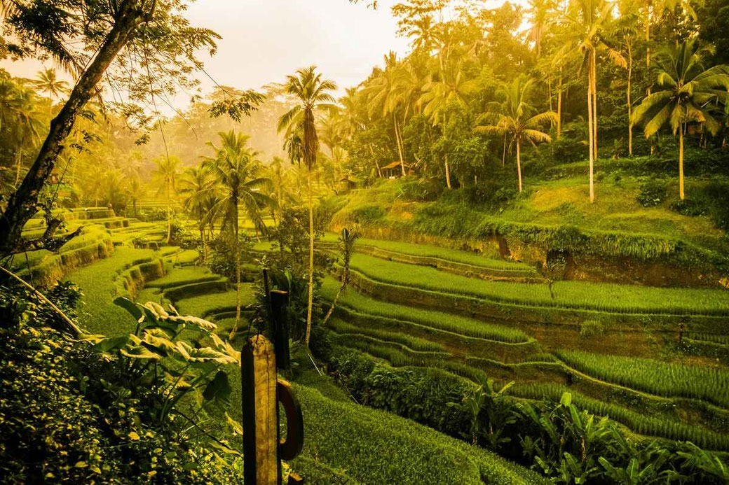 Les rizières verdoyantes d’Ubud