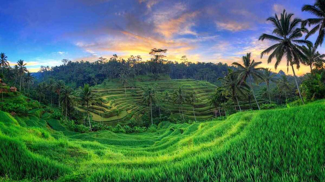 Los arrozales de Tegalalang al amanecer
