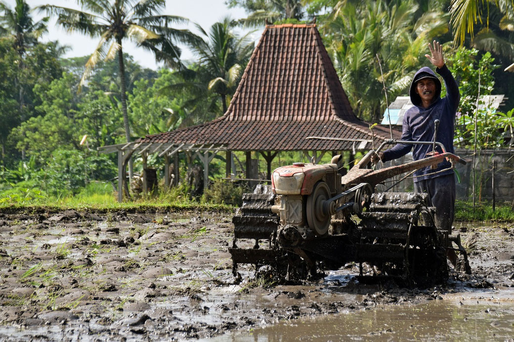 A farmer waves while ploughing a sunlit, muddy paddy.