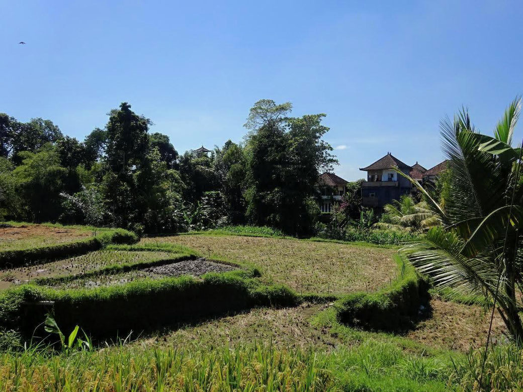 Sayan land for sale. Ubud land for sale