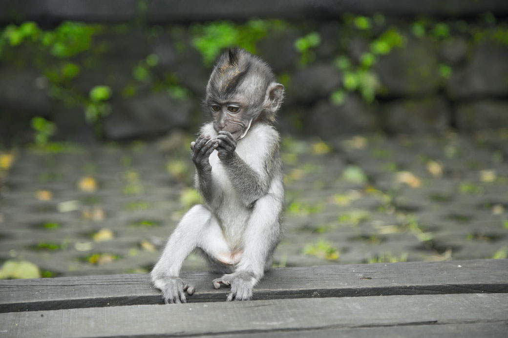 Monkey in Monkey Forest, central Ubud