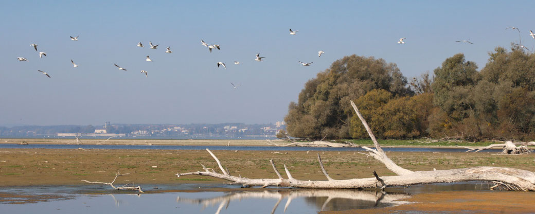 Schussenmündung bei Niedrigwasser - Foto: Kersting