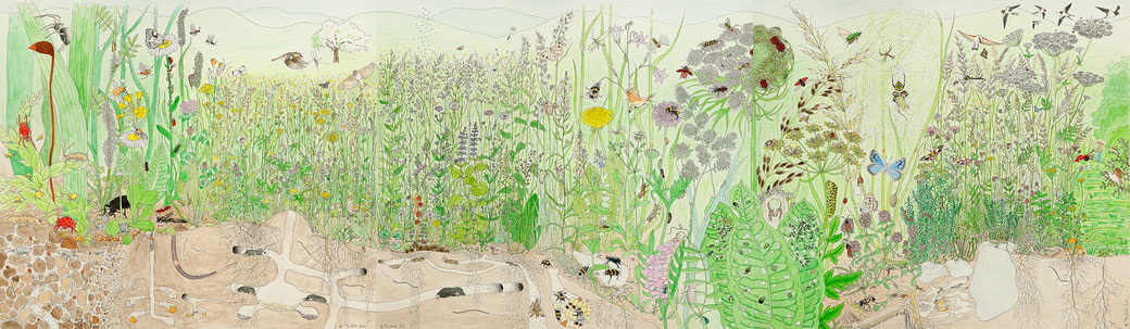 Wimmelbild Wiese - Mai, Juni, Juli (aneinander gefügt), 2020, Tusche und Aquarell auf Papier, 35 x 120 cm