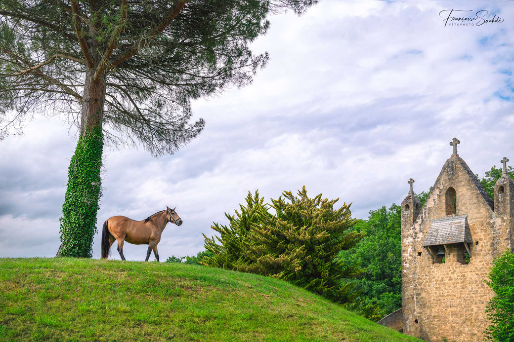 projet photo Tails of the world, cheval dans le Gers