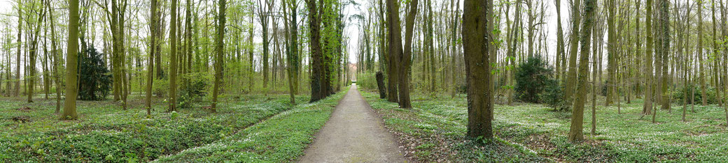 Parkweg nach Burg Hülshoff.  Die Buschwindröschen blühen und es riecht nach Frühling. 
