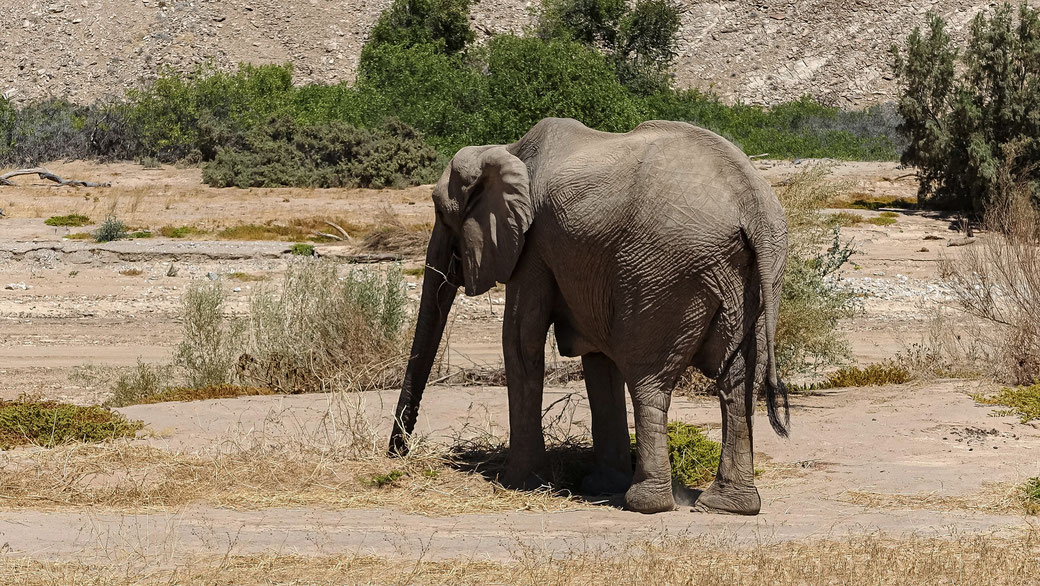 Eléphant du désert, Namibie, photo non libre de droits