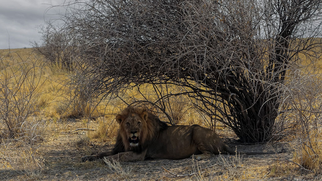 Lion au repos, photo non libre de droits