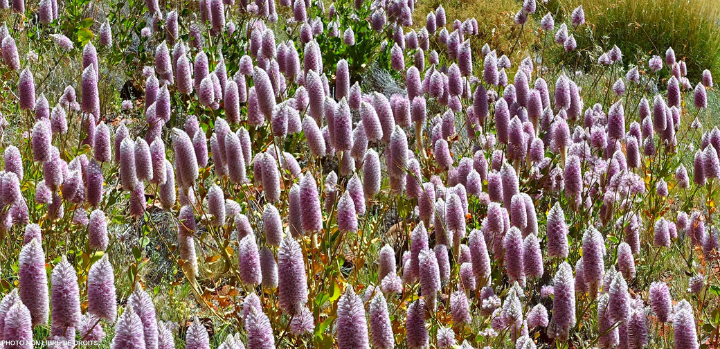Esprits floraux, Uluru- Kata Tjuta National Park, Australie, photo non libre de droits