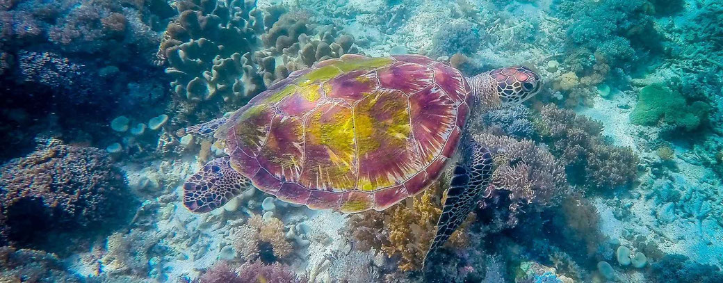 Schildköte mit buntem Panzer im Meer in Indonesien