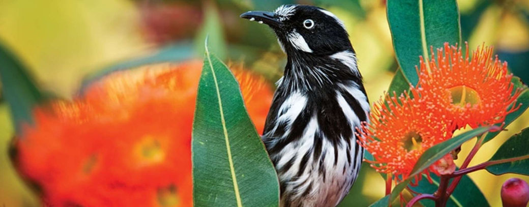 Bild eines eißaugen-Honigfressers-Vogels