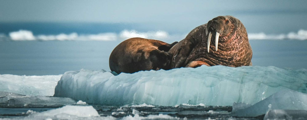 Ein Walross auf einer Eisscholle am Nordpol