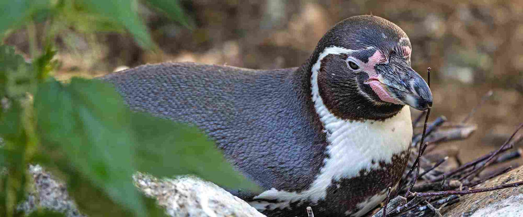 Ein brütender Humboldt-Pinguin