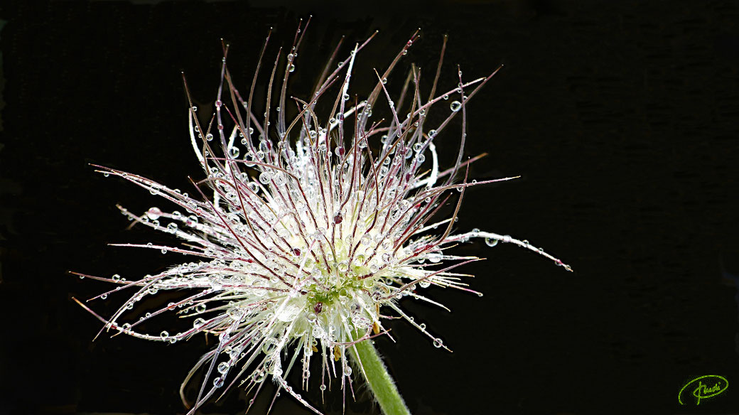 Regentropfen auf Küchenschelle-Samen