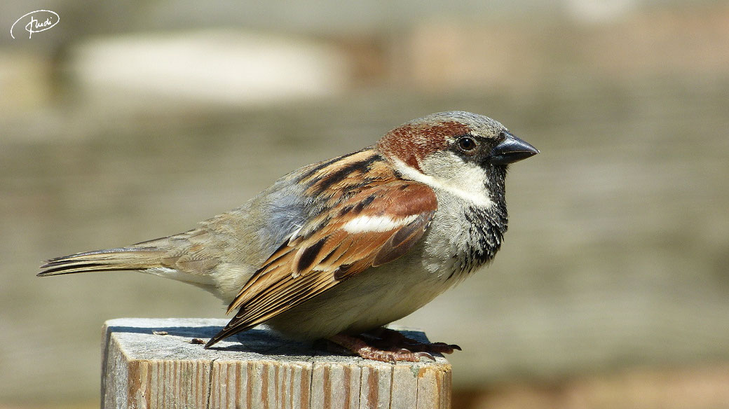 Sperling (Spatz) findet im Westküstenpark St. Peter-Ording mehr als ausreichend Nahrung (2018)