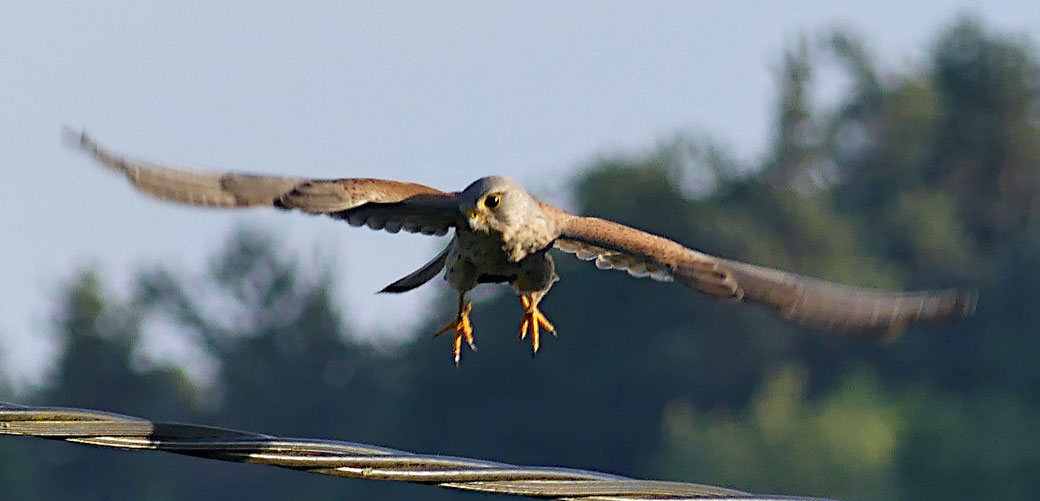 Turmfalke (Mai 2026 Weil im Schönbuch)
