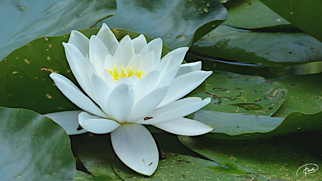 Seerose