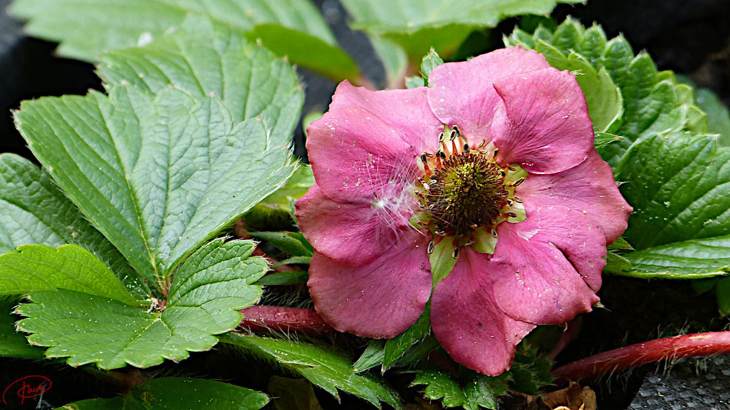 Erdbeerblüte