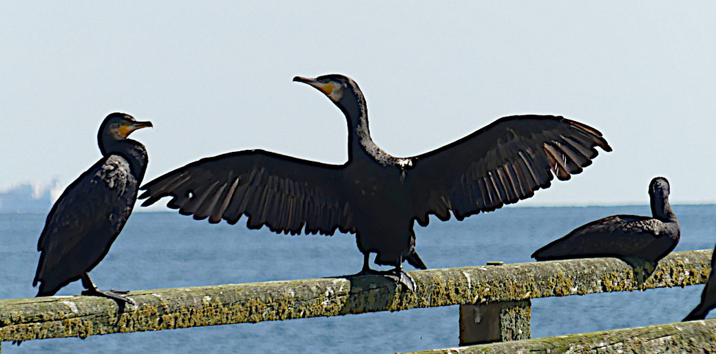 Kormoran (im August 2023 auf Rügen, Sassnitz)