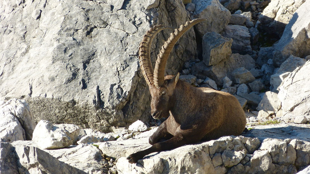 Steinbock in den Allgäuer Alpen (2014)