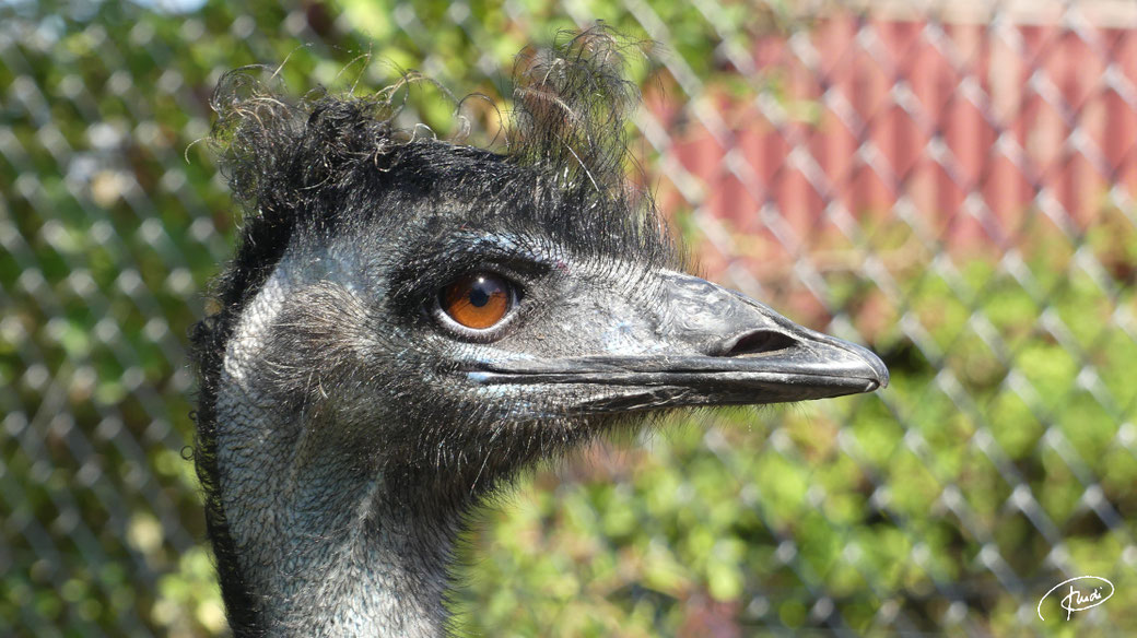 Frisch geföhnt - Vogel Strauß im Zoo Blavand, Dänemark (8/2022)