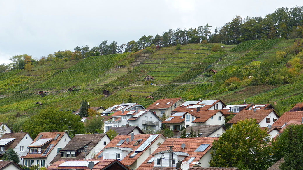 Der Südhang über Unterjesingen ist mit Reben beplanzt - 2019
