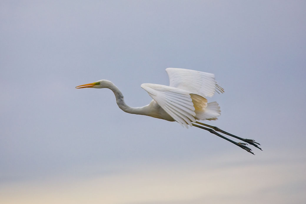 Der Flug des Phönix  (Silberreiher über dem Lund Fjord, Dänemark)