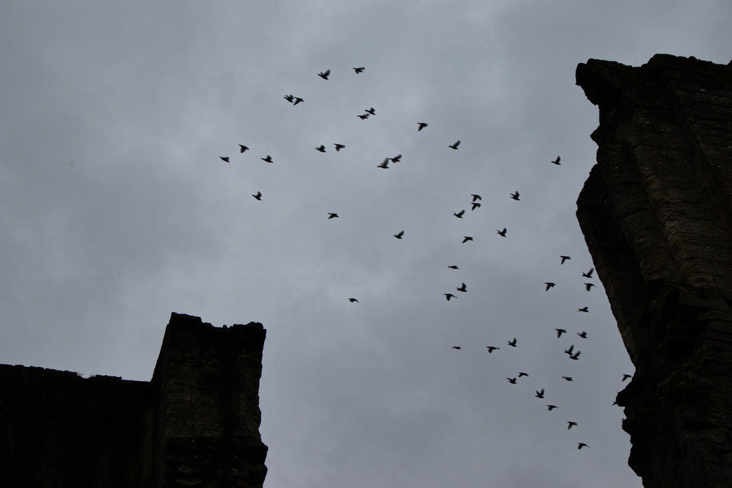 Autumn and Ruins photo post - birds at Rievaulx Abbey - Zebraspider Eco Anti-Fashion