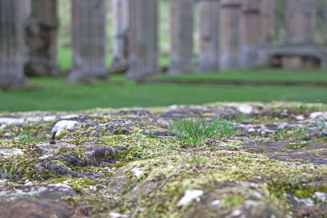 Autumn and Ruins photo post - moos and grass at Rievaulx Abbey - Zebraspider Eco Anti-Fashion