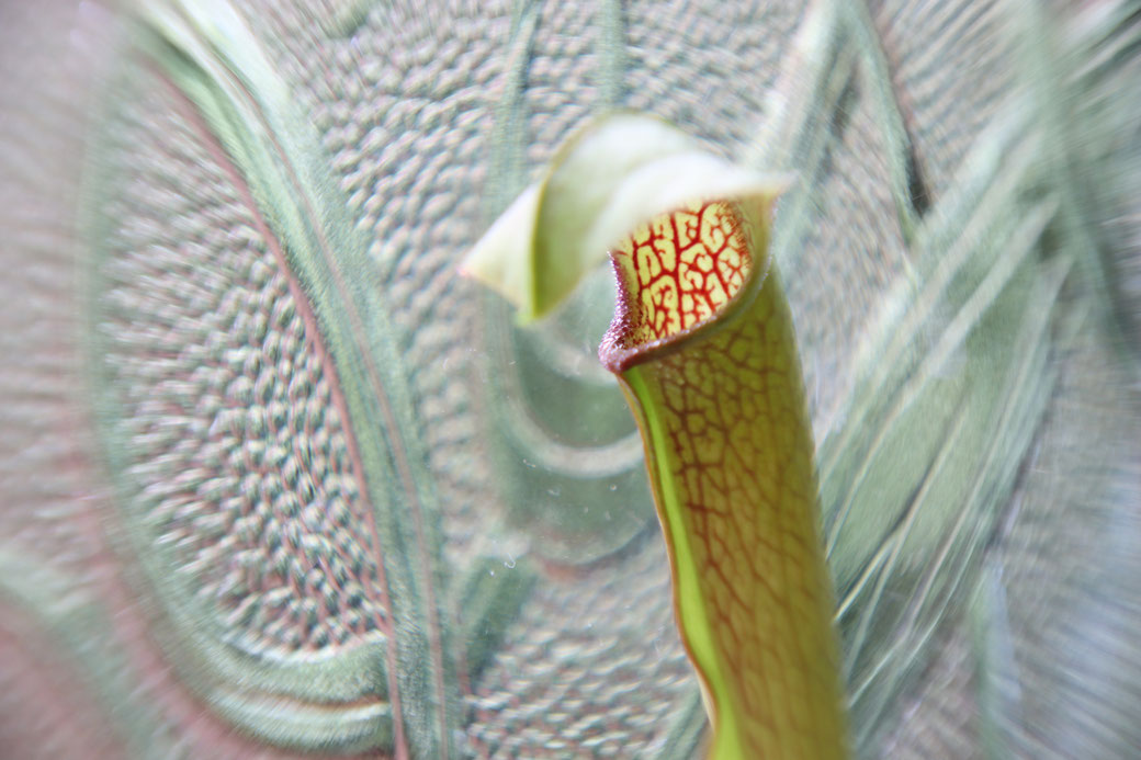 My new camera and other things I love - Sarracenia alata pale pitcher carnivorous plant close up -  Zebraspider Eco Anti-Fashion