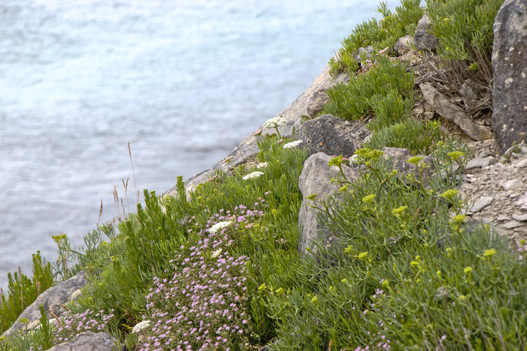 Seafront Quarry Outfit with Spirit of lunar and Crisiswear - rocks and plants - Zebraspider Eco Anti-Fashion