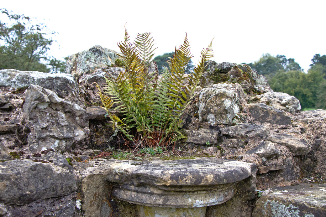 Autumn and Ruins photo post - another fern on a ruin - Zebraspider Eco Anti-Fashion