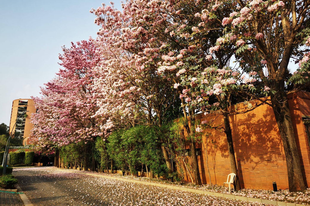 Street in our community