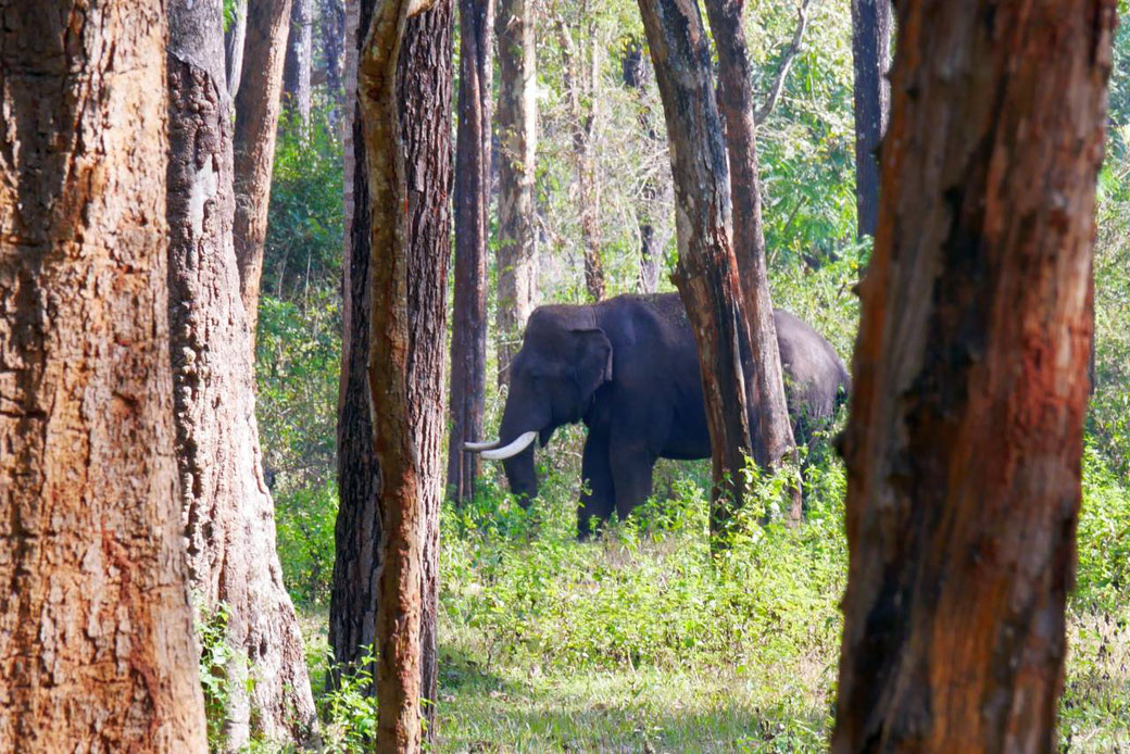 Elephant in the forest