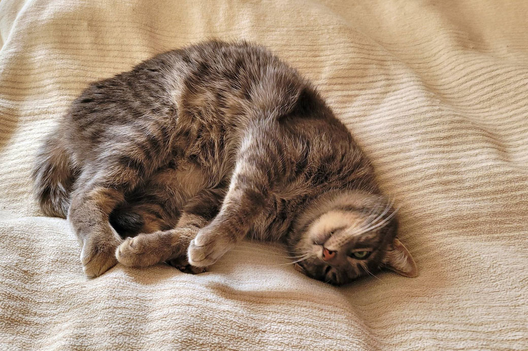 Dass unsere Katze nicht mit nach Indien kann, bricht uns das Herz