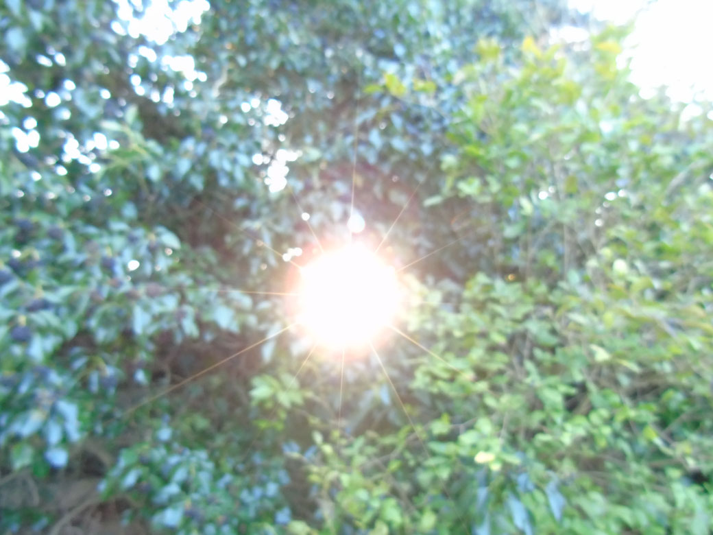 ©www.lichtwesenfotografie.com "Lichtnahrung 1"