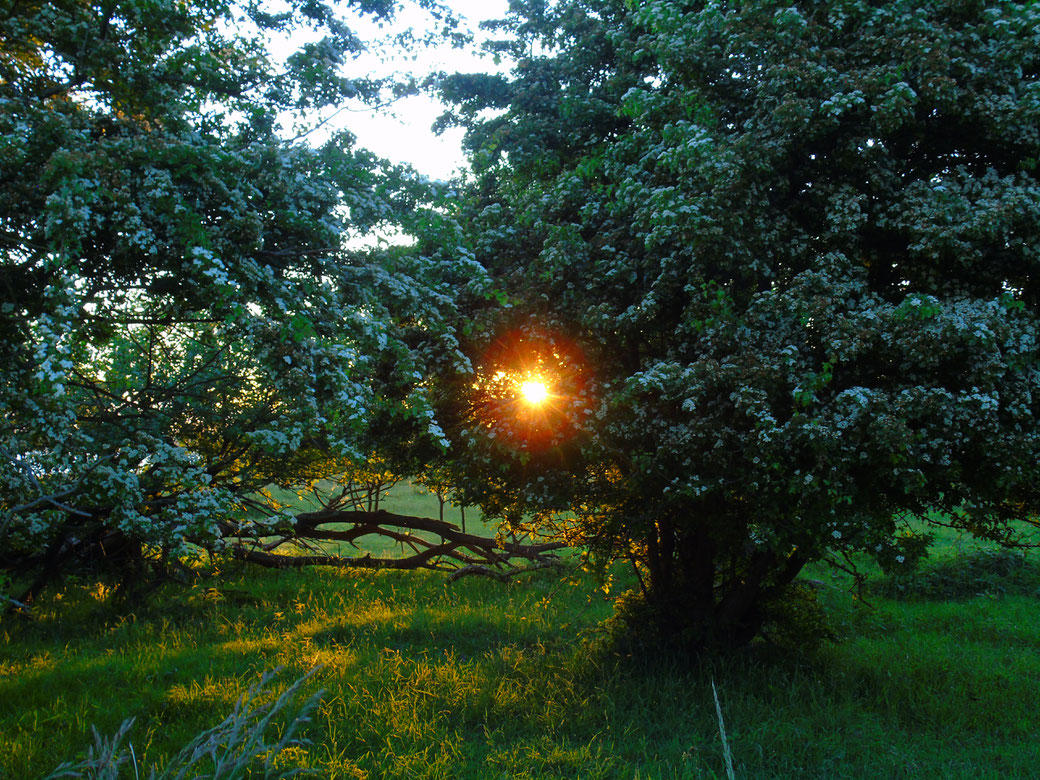 Wunderschöne Weißdornbäume mit einer Kugel Licht, nahe der Ostsee.... Der Weißdorn steht aus spiritueller Sicht für das Herz...