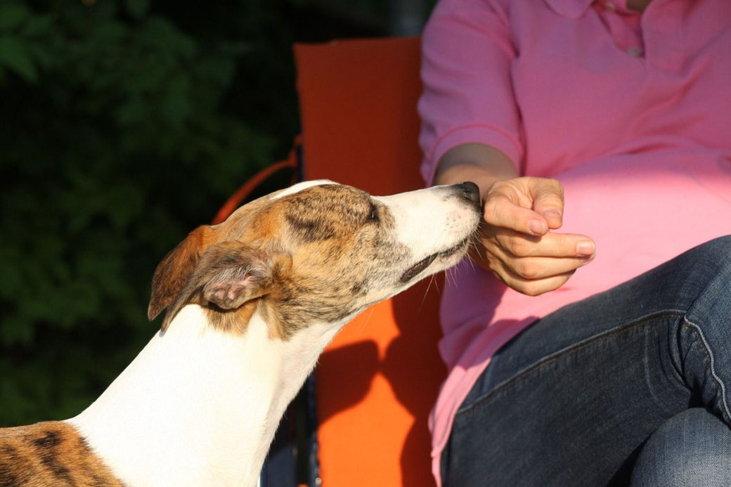 Frau mit Hund in Verbindung