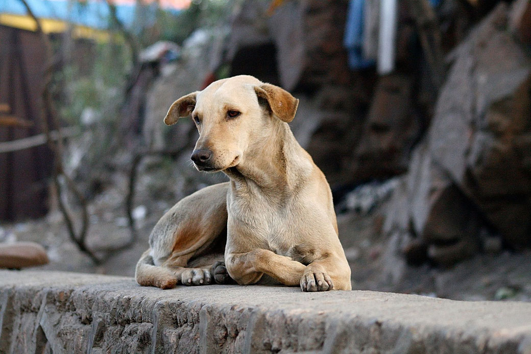 Hunde aus dem Ausland, schwierige Hunde, Problemhunde