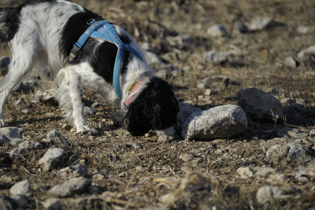 Hunde aus dem Ausland, schwierige Hunde, Problemhunde