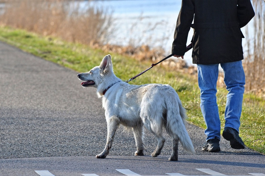 Mann mit Hund an der Leine