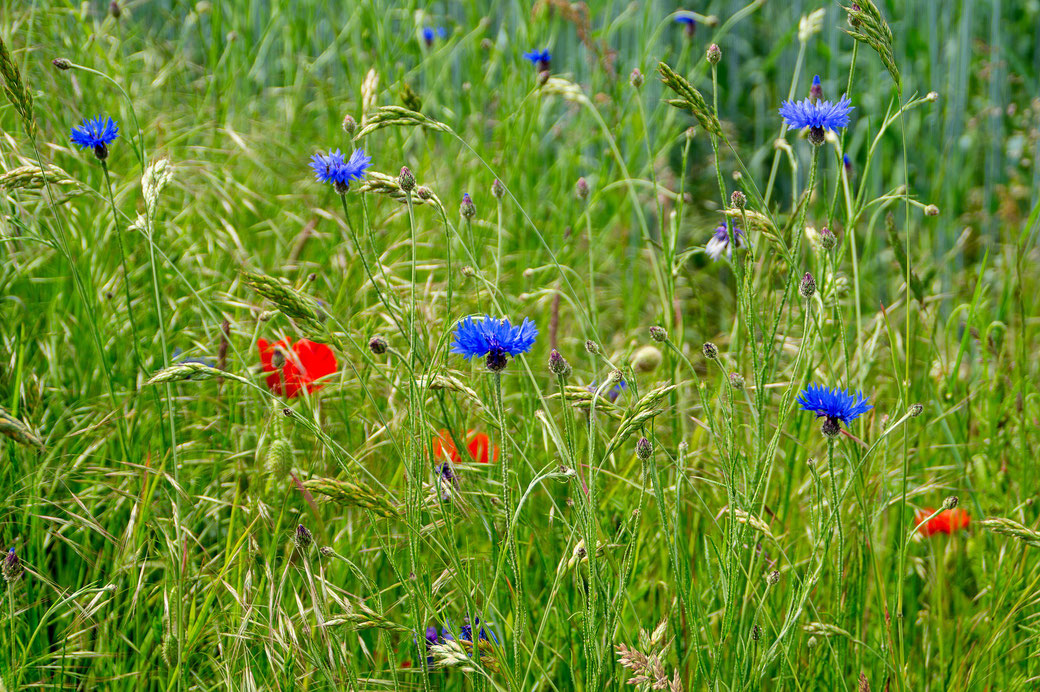 Feldblumen