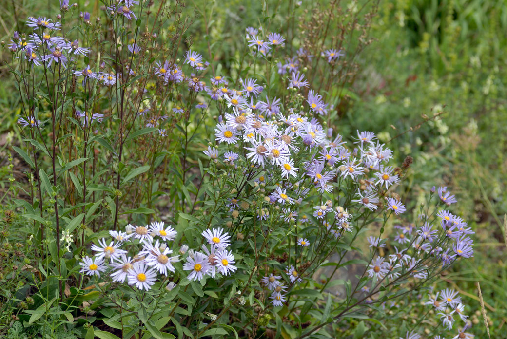 Berg Aster