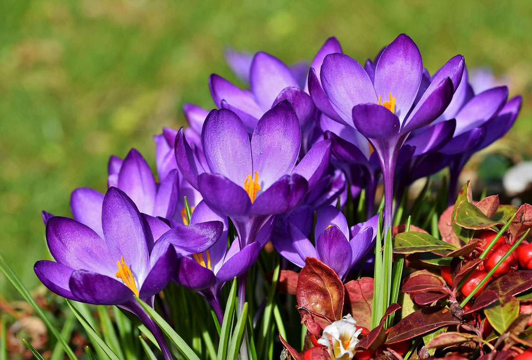 Krokusse Wiese