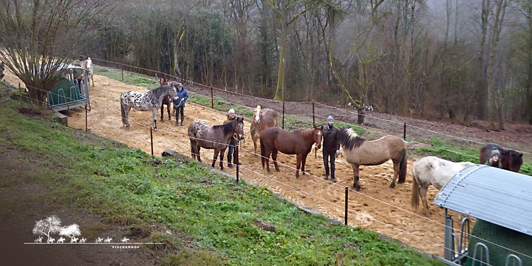 Fischerhof Wanderreiten Winterpaddock