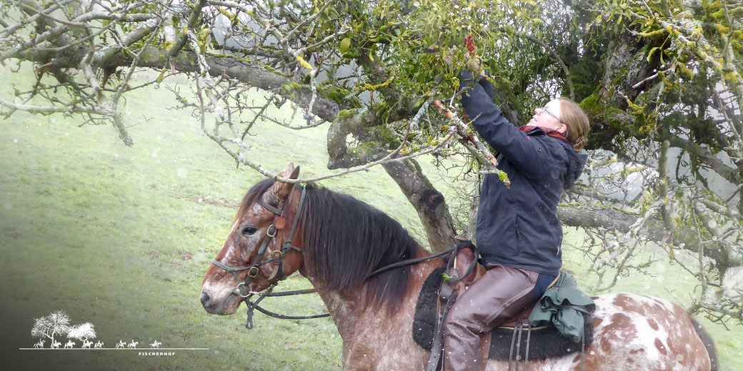 Fischerhof Wanderreiten, Mistel, Weihnachtsdekoration, Reiterin schneidet Mistel