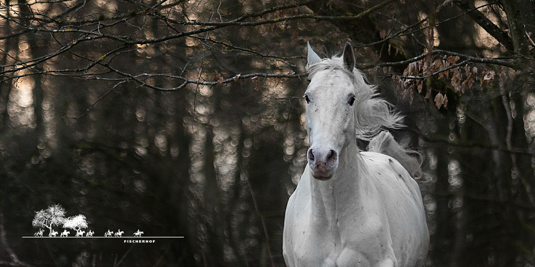 Wanderreiten Fischerhof, RossFoto Dana Krimmling, Wanderreitpferd Gaucho, Fischerhofpferde, Wanderreiten im Westerwald