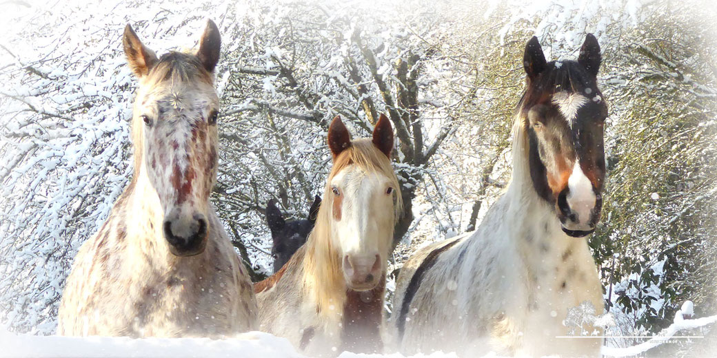 Fischerhof Wanderreiten Pferde im Winter