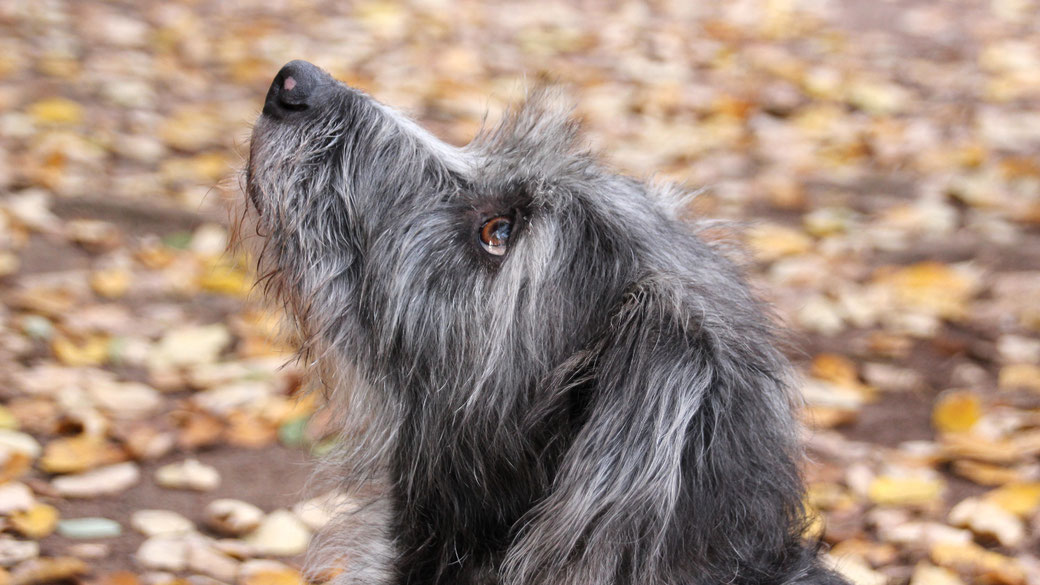 Ein Hund mit grauem, strubbeligem Fell hat den Kopf gehoben. Zu sehen ist der Hundekopf im Profil. 