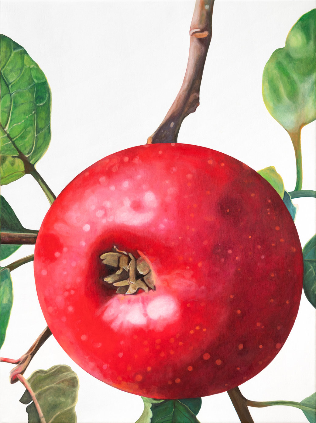 malus domestica rote sternrenette, 2020, 90x70x2 cm, oil on linen